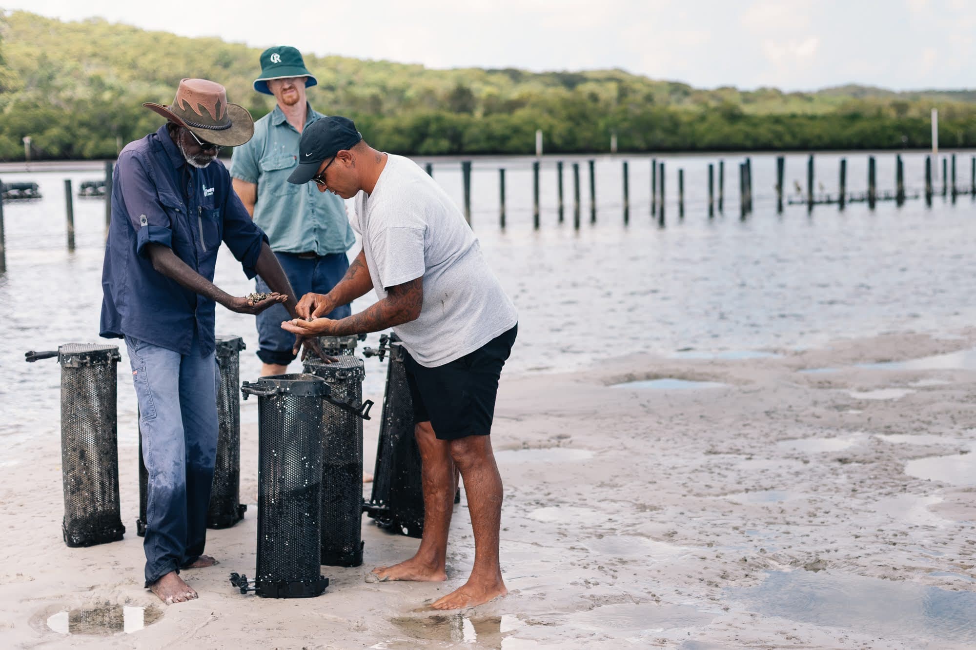 Inspecting oyster spat on country