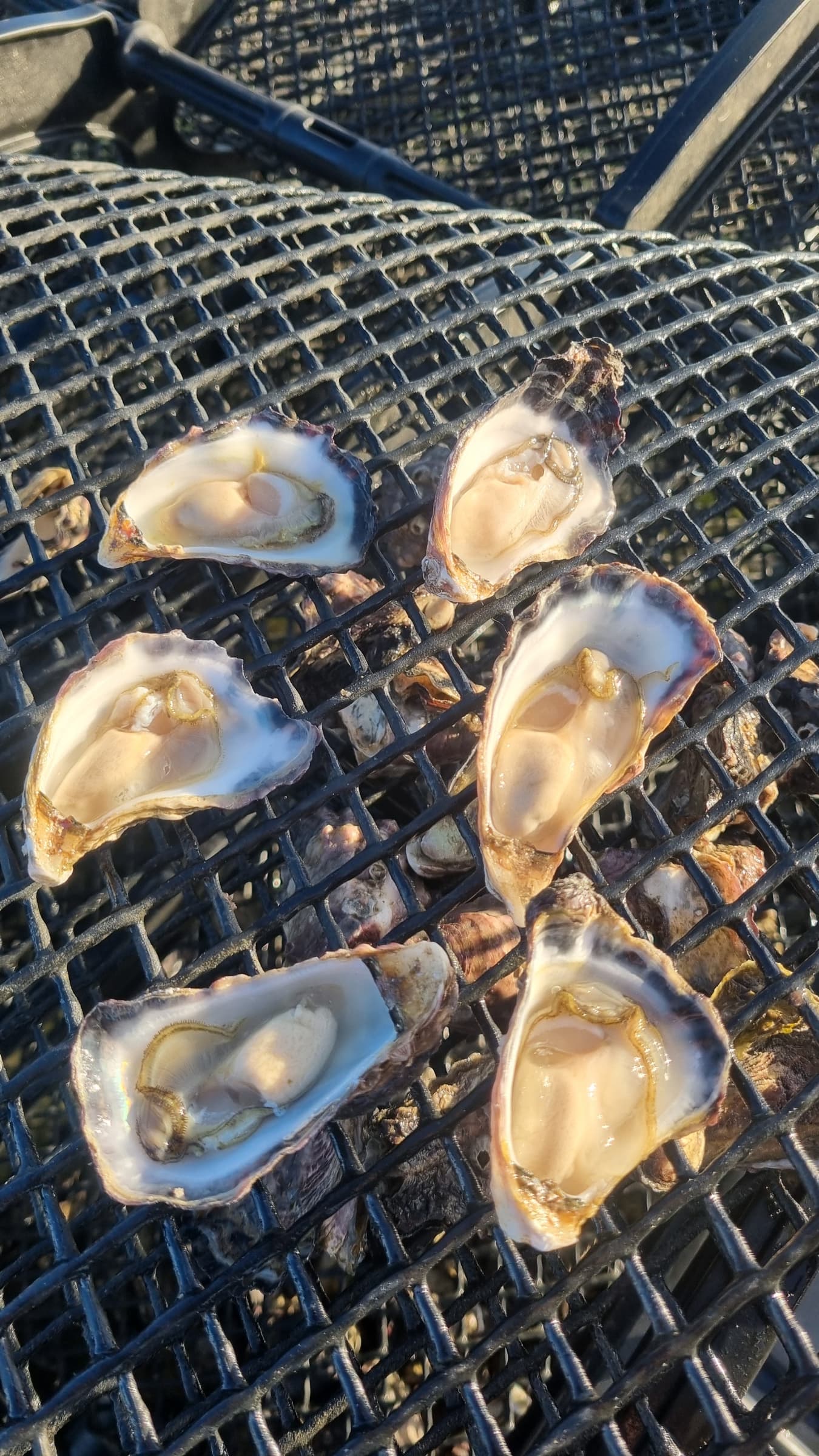 Fresh native rock oysters on an oyster basket